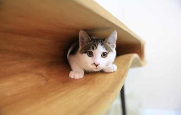 Modern-table-for-cats-4