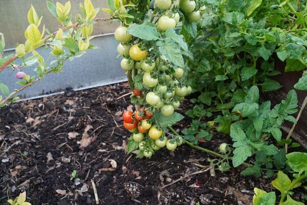 tomatu_audzesana