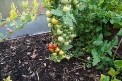 tomatu_audzesana